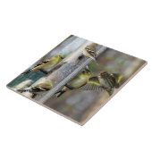 Goudvinken bij de feeder tegeltje (Zijkant)