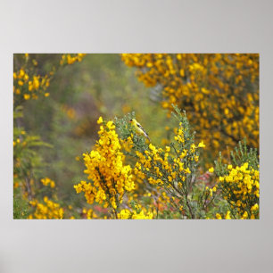 Goudvinken en gele bloemen poster
