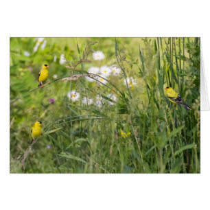 Goudvinken en wilde bloemen