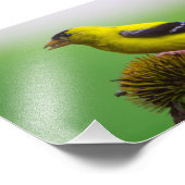 Goudvinketelappelzaad Foto Afdruk (Hoek)