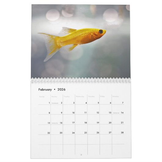 Goudvis 2025 kalender (Feb 2026)