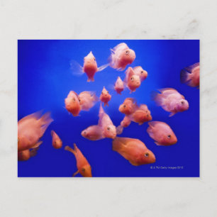 Goudvis 2 briefkaart