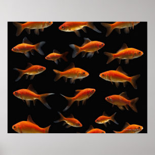 Goudvis 2 poster