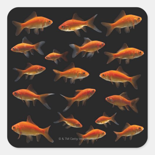 Goudvis 2 vierkante sticker (Voorkant)