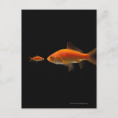 Goudvis 3 briefkaart (Voorkant)