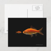 Goudvis 4 briefkaart (Voorkant / Achterkant)