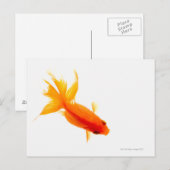 Goudvis, bovengronds uitzicht briefkaart (Voorkant / Achterkant)