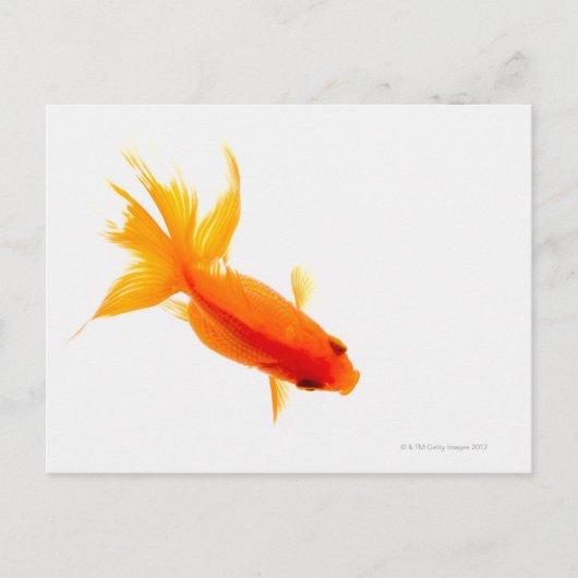 Goudvis, bovengronds uitzicht briefkaart (Voorkant)