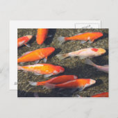 goudvis briefkaart (Voorkant / Achterkant)