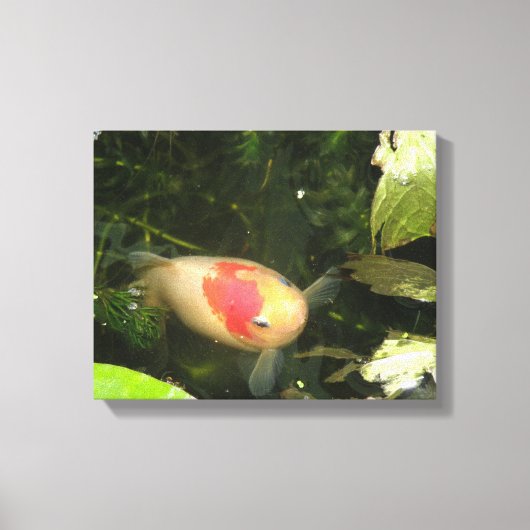 Goudvis Canvasprint Canvas Afdruk (Voorkant)