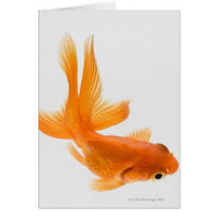 Goudvis (Carassius auratus) 2