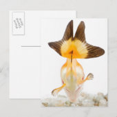 Goudvis (Carassius auratus) 2 Briefkaart (Voorkant / Achterkant)