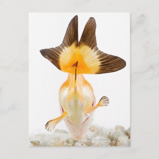 Goudvis (Carassius auratus) 2 Briefkaart (Voorkant)
