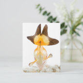 Goudvis (Carassius auratus) 2 Briefkaart (Staand voorkant)