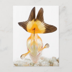 Goudvis (Carassius auratus) 2 Briefkaart