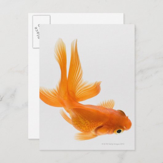 Goudvis (Carassius auratus) 2 Briefkaart (Voorkant / Achterkant)