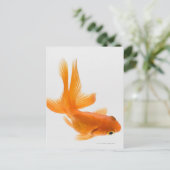 Goudvis (Carassius auratus) 2 Briefkaart (Staand voorkant)