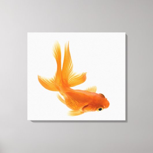 Goudvis (Carassius auratus) 2 Canvas Afdruk (Voorkant)