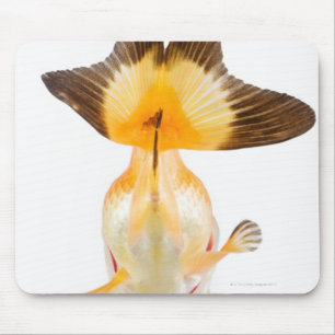 Goudvis (Carassius auratus) 2 Muismat