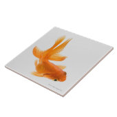 Goudvis (Carassius auratus) 2 Tegeltje (Zijkant)