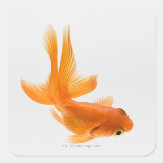 Goudvis (Carassius auratus) 2 Vierkante Sticker (Voorkant)