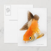 Goudvis (Carassius auratus) Briefkaart (Voorkant / Achterkant)