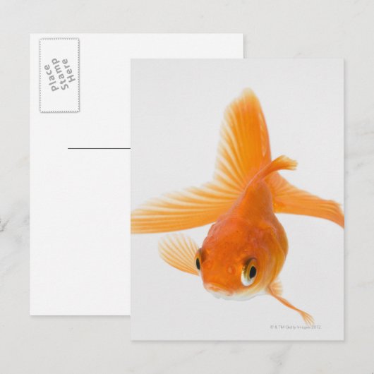 Goudvis (Carassius auratus) Briefkaart (Voorkant / Achterkant)