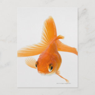Goudvis (Carassius auratus) Briefkaart