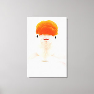 Goudvis (Carassius auratus) Canvas Afdruk