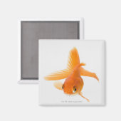 Goudvis (Carassius auratus) Magneet (Voorkant / Achterkant)