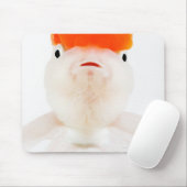 Goudvis (Carassius auratus) Muismat (Met muis)