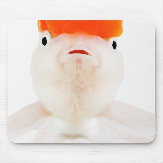 Goudvis (Carassius auratus) Muismat (Voorkant)