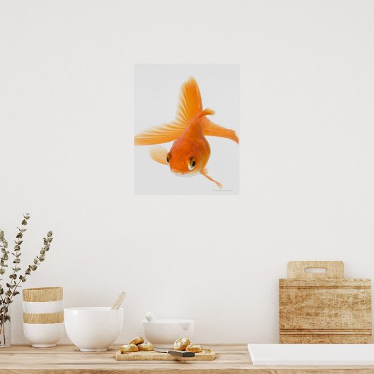 Goudvis (Carassius auratus) Poster (Keuken)