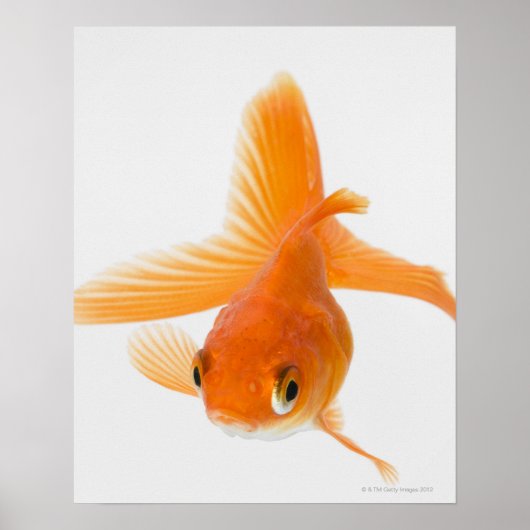 Goudvis (Carassius auratus) Poster (Voorkant)