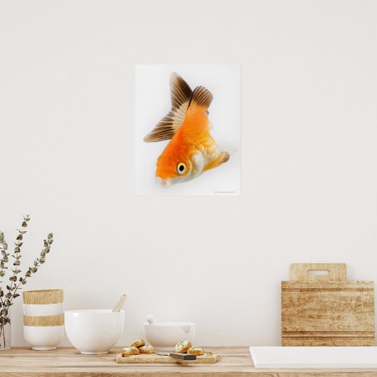 Goudvis (Carassius auratus) Poster (Keuken)