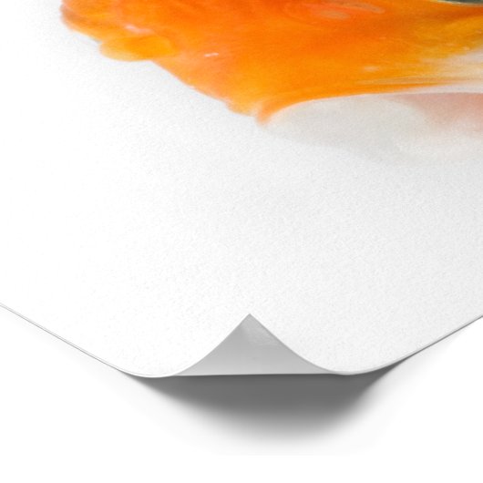 Goudvis (Carassius auratus) Poster (Hoek)