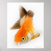 Goudvis (Carassius auratus) Poster (Voorkant)