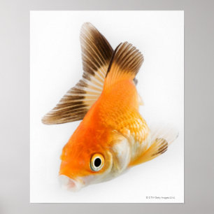 Goudvis (Carassius auratus) Poster