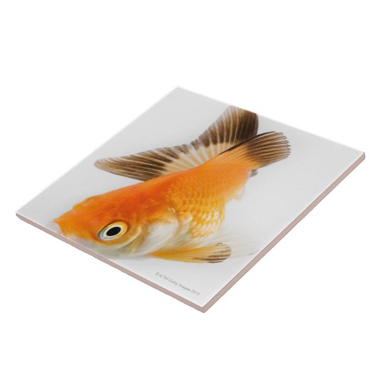 Goudvis (Carassius auratus) Tegeltje (Zijkant)