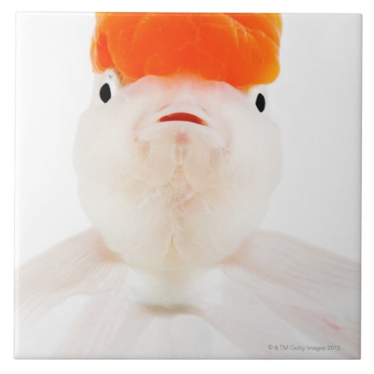 Goudvis (Carassius auratus) Tegeltje (Voorkant)