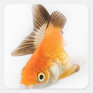 Goudvis (Carassius auratus) Vierkante Sticker