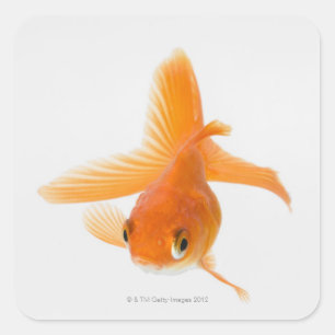 Goudvis (Carassius auratus) Vierkante Sticker