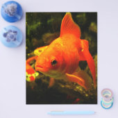 goudvis flyer (Enkel)