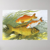 goudvis Koi Fish, Marine Zee Life Poster (Voorkant)