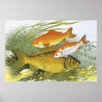  goudvis Koi Fish, Marine Zee Life