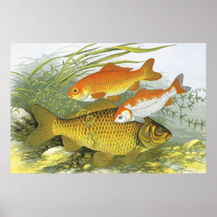 goudvis Koi Fish, Marine Zee Life Poster