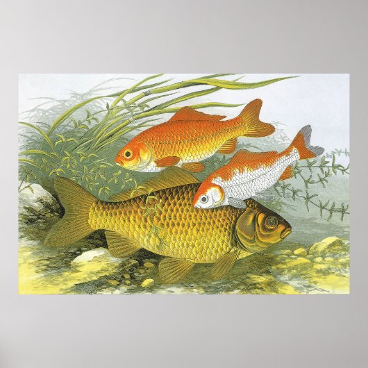 goudvis Koi Fish, Marine Zee Life Poster (Voorkant)