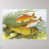  goudvis Koi Fish, Marine Zee Life Poster (Voorkant)