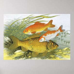 goudvis Koi Fish, Marine Zee Life Poster