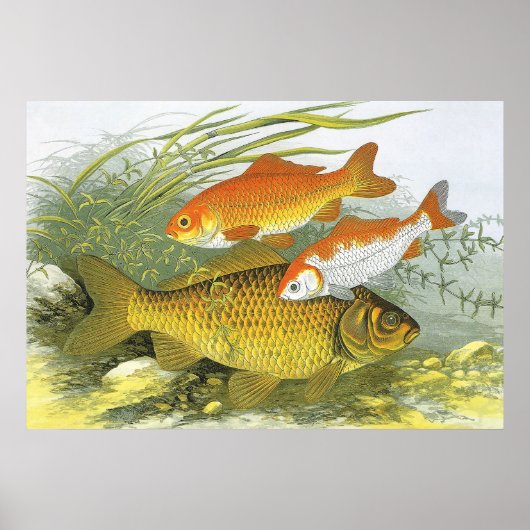  goudvis Koi Fish, Marine Zee Life Poster (Voorkant)